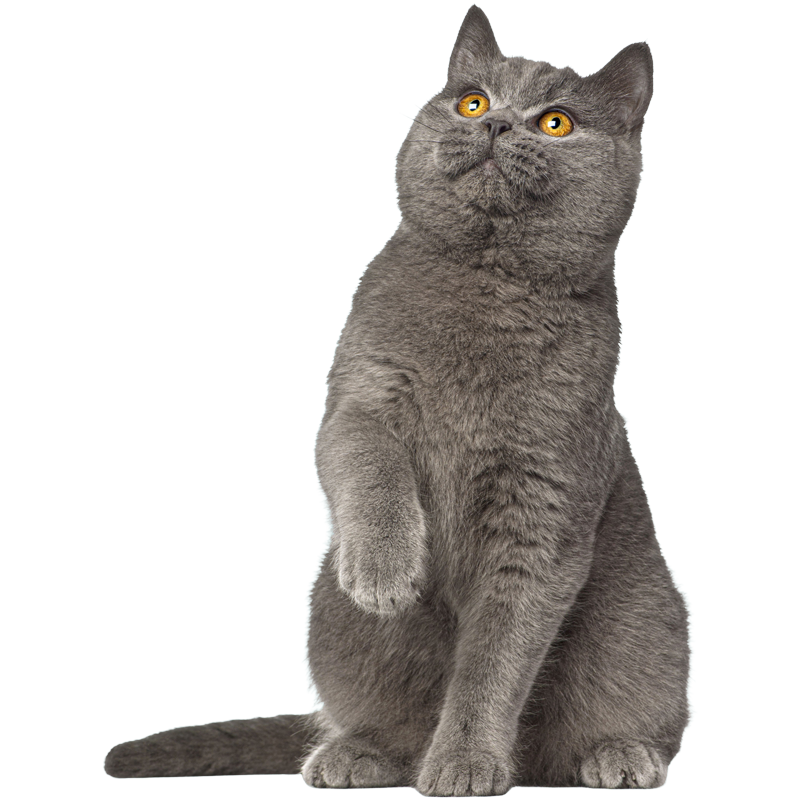 speelse-britse-korthaar-kattenoppas-vleuterweide